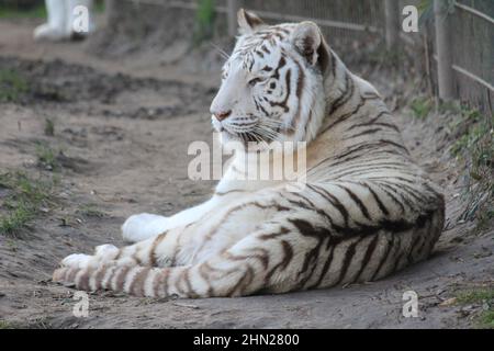 Weißer Tiger im Overloon Zoo in den Niederlanden Stockfoto