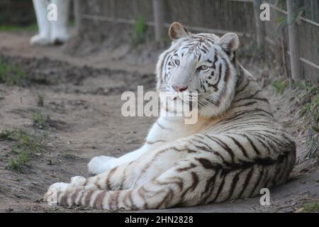 Weißer Tiger im Overloon Zoo in den Niederlanden Stockfoto