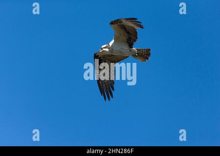 Fischadler im Flug (Pandion haliaetus)Yellowstone NP, Wyoming Stockfoto