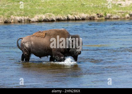 American Bison (Bison Bison) überquert den Firehole River, Yellowstone NP, Wyoming Stockfoto