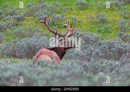 Elch (Cervus elaphus) Bulle in Samt, ruhend, Yellowstone NP, Wyoming Stockfoto