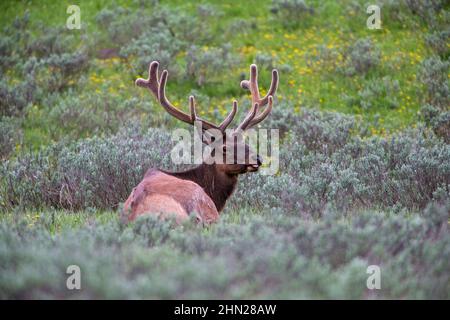 Elch (Cervus elaphus) Bulle in Samt, ruhend, Yellowstone NP, Wyoming Stockfoto