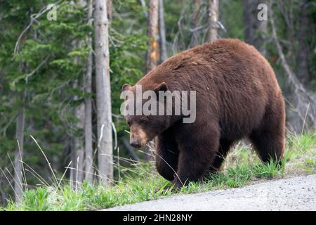Black Bear (Ursus americanus) neben der Straße, Dunraven Pass, Yellowstone NP, Wyoming Stockfoto
