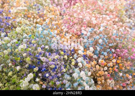 Bunte Gypsophila Blumen als schöne Natur Frühling Hintergrund. Nahaufnahme von frischen Blumen. Blumensträuße Verkauf. Stockfoto
