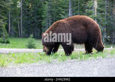 Black Bear (Ursus americanus) neben der Straße, Dunraven Pass, Yellowstone NP, Wyoming Stockfoto