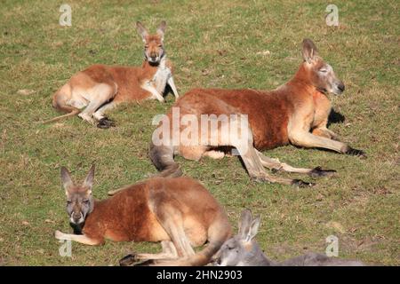 Rotes Känguru im Overloon Zoo Stockfoto