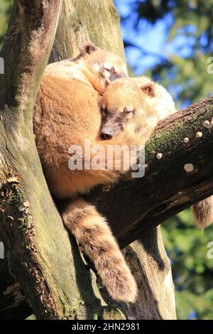 Die südamerikanischen Koati im Overloon Zoo Stockfoto