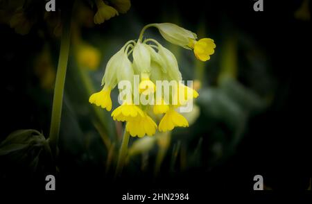 Leuchtend gelbe Frühlingskuhslips (Primula veris) wachsen wild auf offenen Chalklandwiesen auf der Salisbury Plain Stockfoto