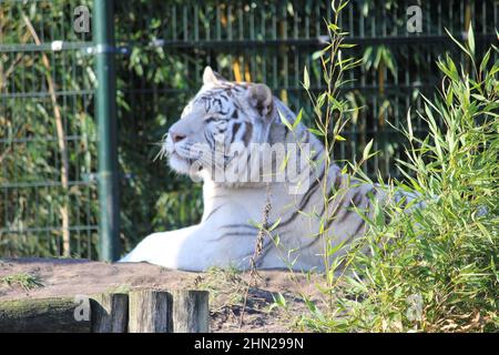 Weißer Tiger im Overloon Zoo in den Niederlanden Stockfoto