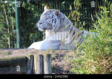 Weißer Tiger im Overloon Zoo in den Niederlanden Stockfoto