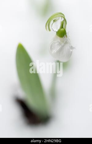 Schneeglöckchen-Blüten aus nächster Nähe - die gewöhnliche Galanthus nivalis-Blüte blüht in der Nähe im Schnee - die mehrjährige Frühlingsblume blüht und wächst Stockfoto