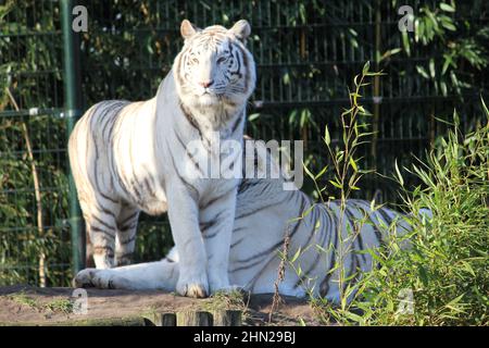 Weißer Tiger im Overloon Zoo in den Niederlanden Stockfoto