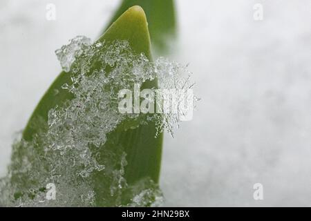 schneeflocke schmelzen aus nächster Nähe - extreme Nahaufnahme / Makro - zarte Nahaufnahme der Wintereiskristall-Skulptur Schneeflocke auf Pflanzenblatt - Schneekristalle Stockfoto