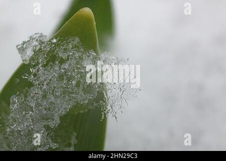 schneeflocke schmelzen aus nächster Nähe - extreme Nahaufnahme / Makro - zarte Nahaufnahme der Wintereiskristall-Skulptur Schneeflocke auf Pflanzenblatt - Schneekristalle Stockfoto