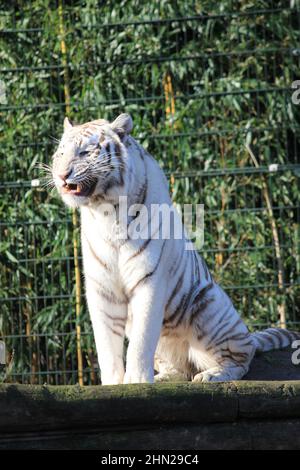 Weißer Tiger im Overloon Zoo in den Niederlanden Stockfoto