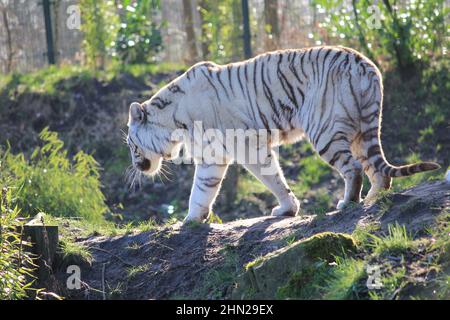 Weißer Tiger im Overloon Zoo in den Niederlanden Stockfoto