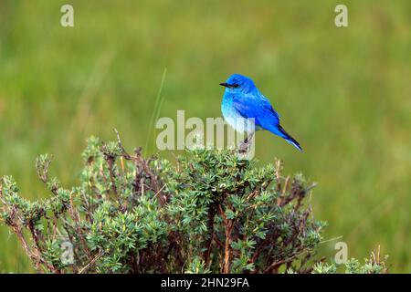 Mountain Bluebird (Sialia currucoides) Männchen, Yellowstone NP, Wyoming Stockfoto