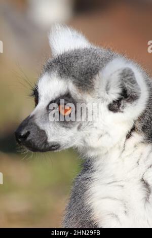 Ringschwanz-Lemur im Overloon Zoo Stockfoto