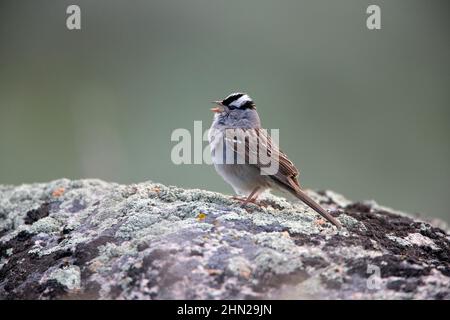 White Crowned Sparrow, Singing, Yellowstone NP, Wyoming, USA Stockfoto