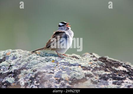 White Crowned Sparrow, Singing, Yellowstone NP, Wyoming, USA Stockfoto