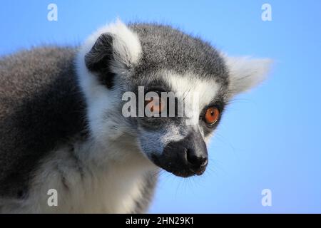 Ringschwanz-Lemur im Overloon Zoo Stockfoto