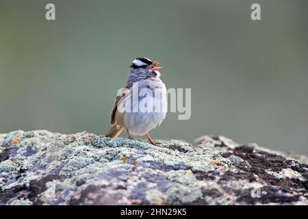 White Crowned Sparrow, Singing, Yellowstone NP, Wyoming, USA Stockfoto