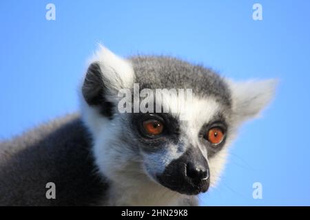 Ringschwanz-Lemur im Overloon Zoo Stockfoto