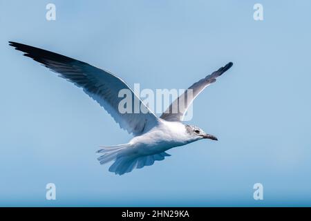 Eine nicht-brütende Erwachsene Lachmöwe (Leucophaeus atricilla) im Flug gegen einen klaren blauen Himmel. Stockfoto