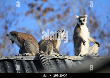 Ringschwanz-Lemur im Overloon Zoo Stockfoto