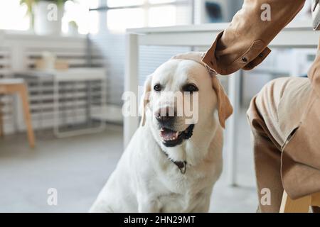 Der niedliche junge labrador Retriever sitzt neben seinem Tierbesitzer und hält ihre Hand am Kopf des Hundes, während er im Tierarztbüro sitzt Stockfoto