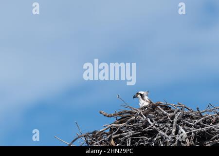 Ein Fischadler (Pandion haliaetus) auf seinem Nest in den Florida Keys, USA. Stockfoto