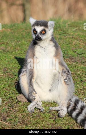 Ringschwanz-Lemur im Overloon Zoo Stockfoto