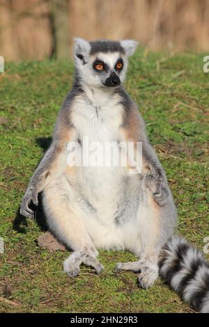 Ringschwanz-Lemur im Overloon Zoo Stockfoto