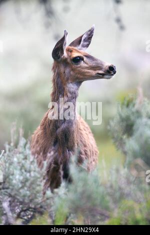 Mule Deer (Odocoileus hemionus) weiblich, Lamar Valley, Yellowstone NP, Wyoming Stockfoto