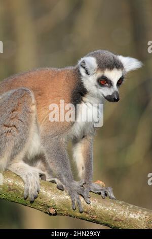 Ringschwanz-Lemur im Overloon Zoo Stockfoto