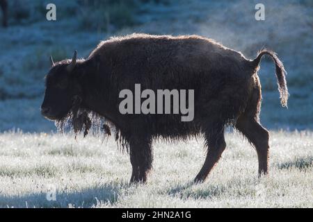 American Bison (Bison Bison) dampfend, am frühen Morgen, Lamar Valley, Yellowstone NP, Wyoming Stockfoto
