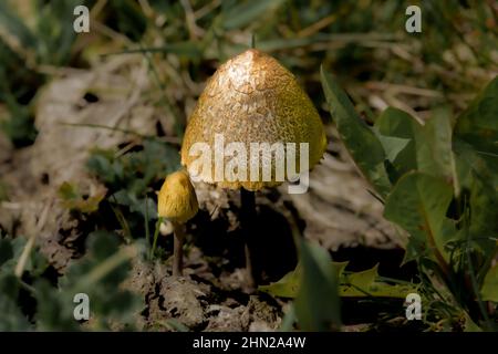 Ein Paar Wildcappilze (groß und klein), die im Grasland auf der Salisbury Plain UK wachsen Stockfoto