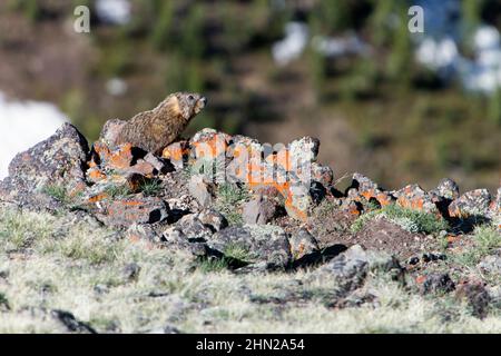 Gelbbauchige Murmeltier (Marmota flaviventris) auf Alarmstufe, auf Gesteinshaufen, Yellowstone NP, Wyoming, USA Stockfoto