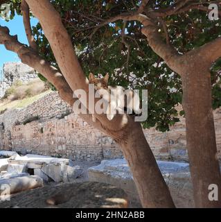 Eine niedliche Katze ruht im Schatten auf einem Platanenbaum. Weiße Katze mit roten Flecken und einem gestreiften Schwanz. Stockfoto