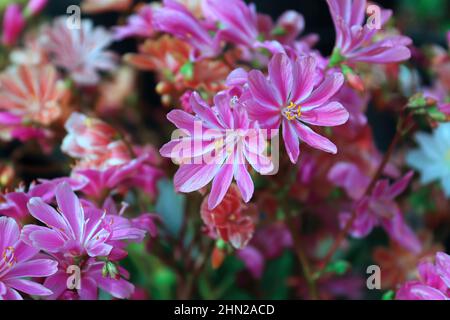 Nahaufnahme der zarten Blütenblätter einer lewisia-Pflanze Stockfoto