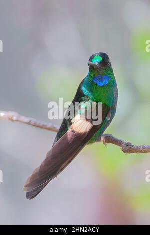 Buffwingerstarfrontlet (Coeligena lutetiae) auf einem Zweig, Yanacocha Reserve, Ecuador Stockfoto