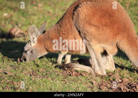 Rotes Känguru im Overloon Zoo Stockfoto