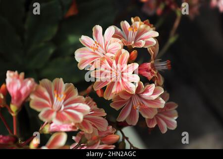 Nahaufnahme der zarten Blütenblätter einer lewisia-Pflanze Stockfoto