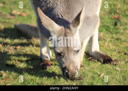 Känguru im Overloon Zoo Stockfoto