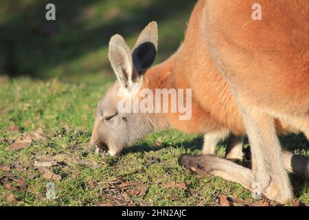 Rotes Känguru im Overloon Zoo Stockfoto