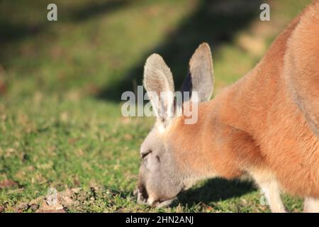 Rotes Känguru im Overloon Zoo Stockfoto