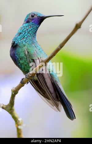 Funkelnde Veilchen (Colibri coruscans) auf einem Zweig, Alambi, Ecuador Stockfoto