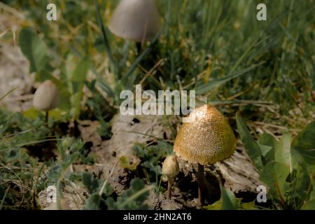 Ein Paar Wildcappilze (groß und klein), die im Grasland auf der Salisbury Plain UK wachsen Stockfoto