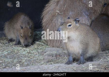 Capybara im Overloon Zoo Stockfoto