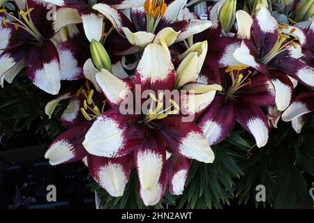 Nahaufnahme von lila und weißen Lilienpflanzen Stockfoto